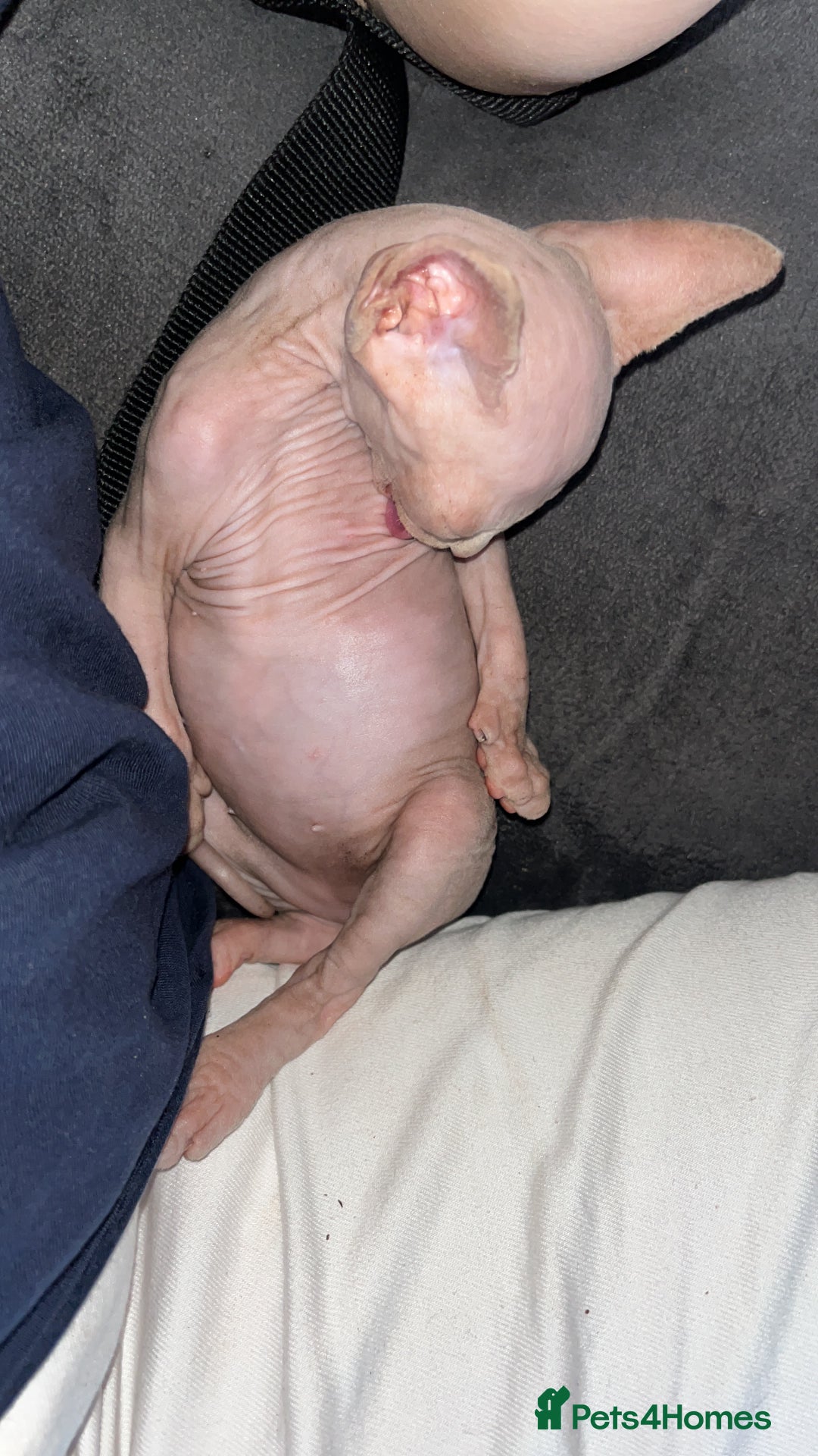 Sphynx cats for sale: LAST 2 tortie elf girls left  - Image 10
