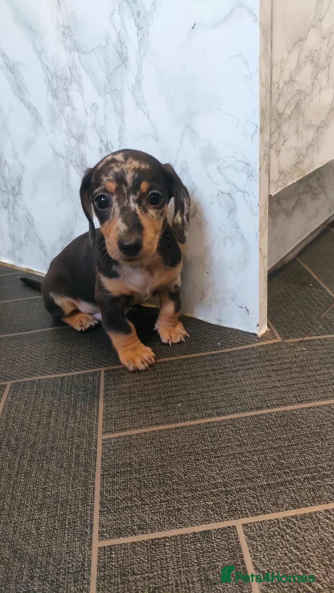 Miniature Dachshund dogs 3 gorgeous dapple male miniature dachshunds - Advert 5