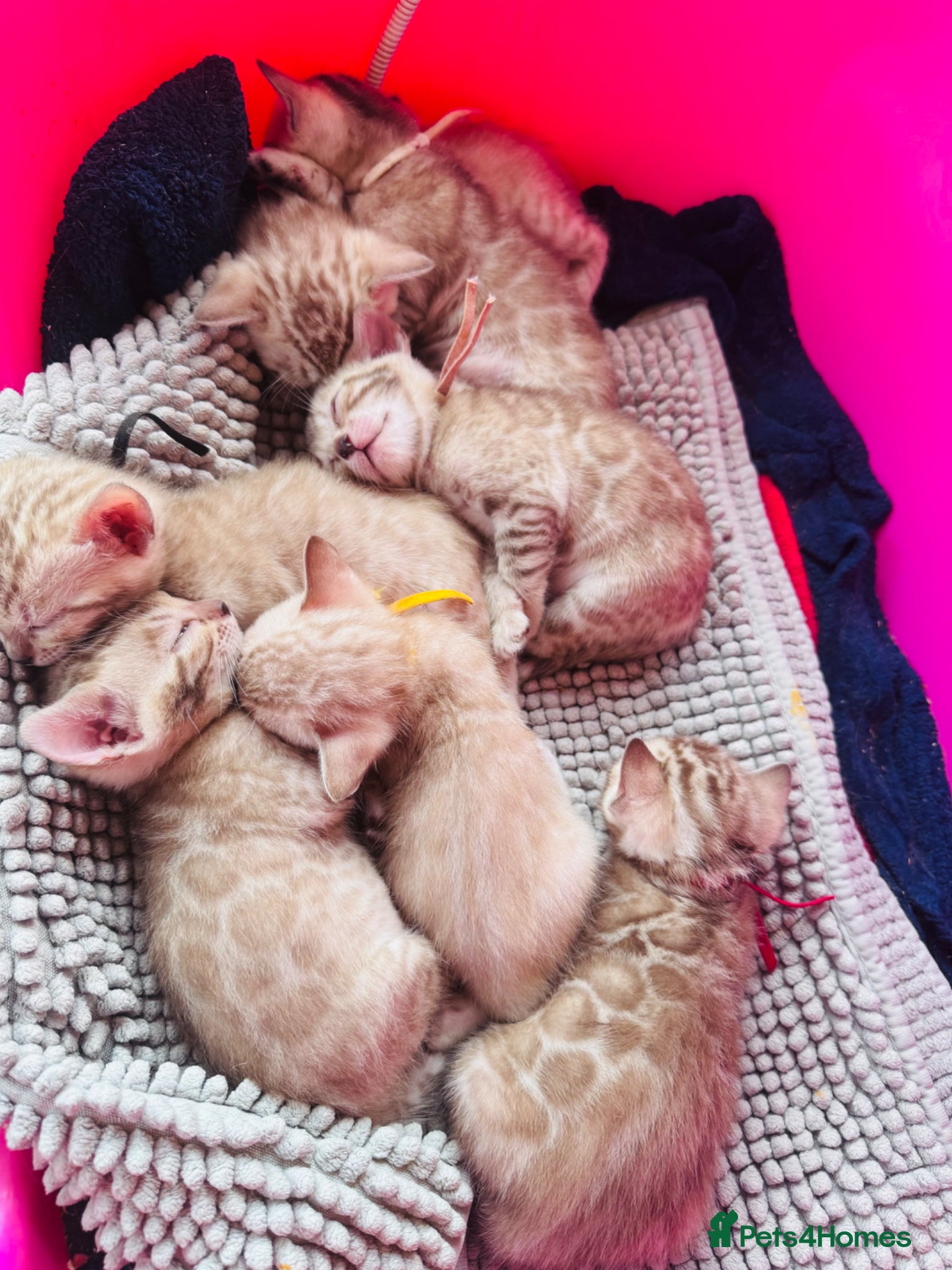 Bengal cats TICA Reg Bengal Kittens. Ready Next Month - Advert 1
