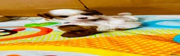 Cavalier King Charles Spaniel dogs for sale: Cavalier King Charles Spaniel - Advert 12