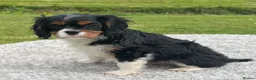 Cavalier King Charles Spaniel dogs for sale: Healthy DNA clear affectionate cuddly pups - Advert 15