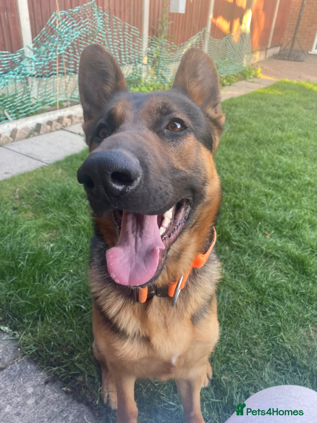 German Shepherd dogs for sale: 4 Year Old Male German Shepherd – Neo - Advert 2