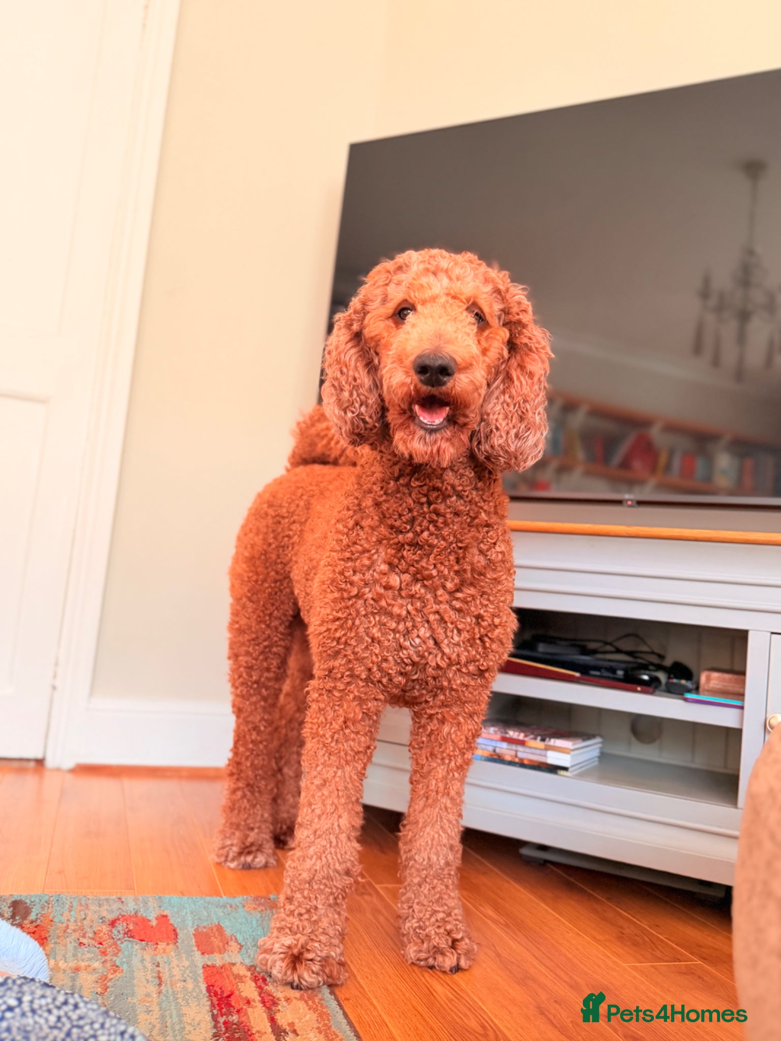 Standard Poodle dogs Beautiful Standard Poodle Puppies – Southampton  - Advert 9