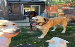 Mixed Breed dogs for adoption: 💖 Gentle Joky is waiting for her forever home! - Image 7