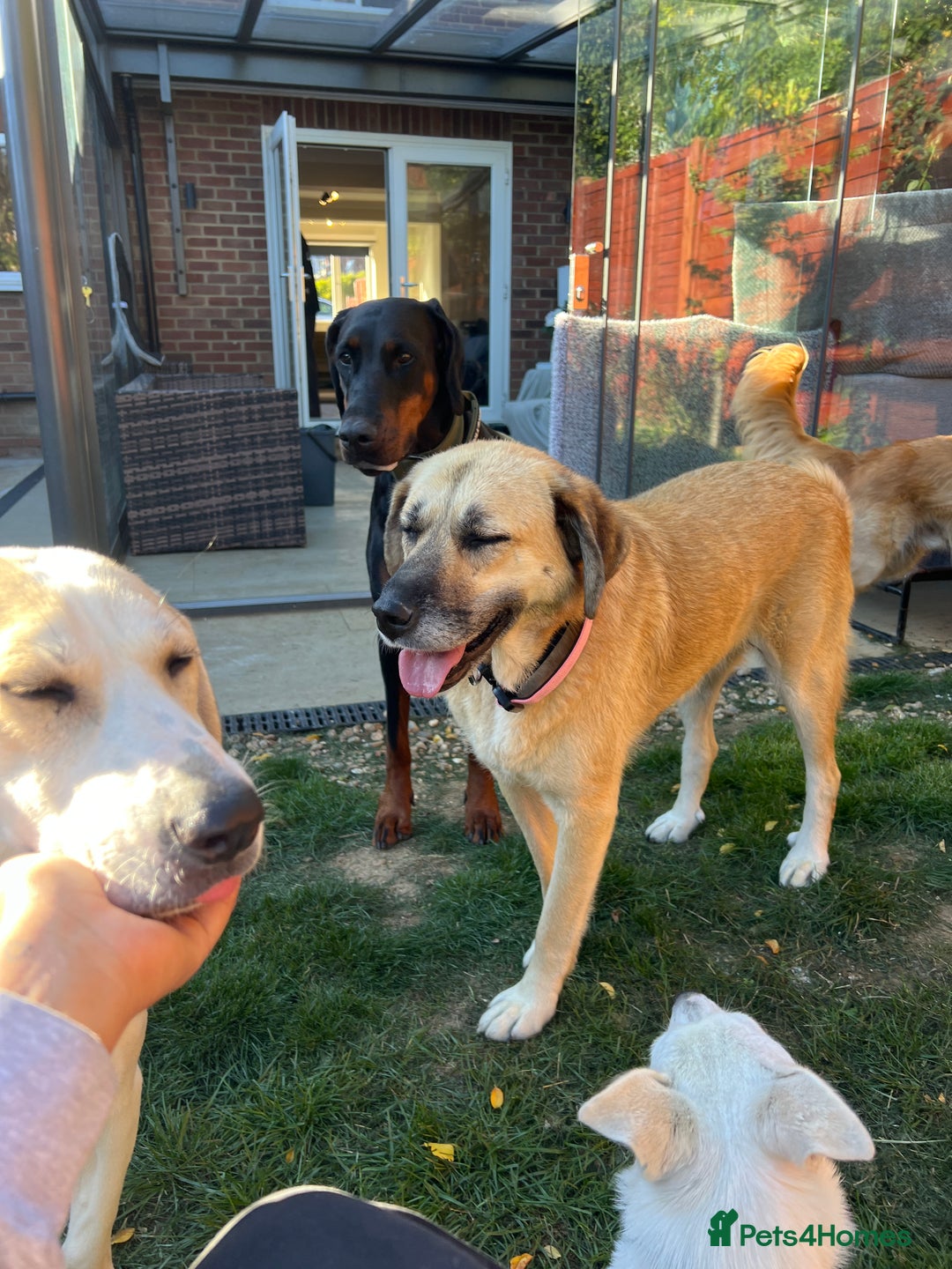Mixed Breed dogs for adoption: 💖 Gentle Joky is waiting for her forever home! - Image 7