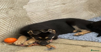 German Shepherd dogs - Advert 6