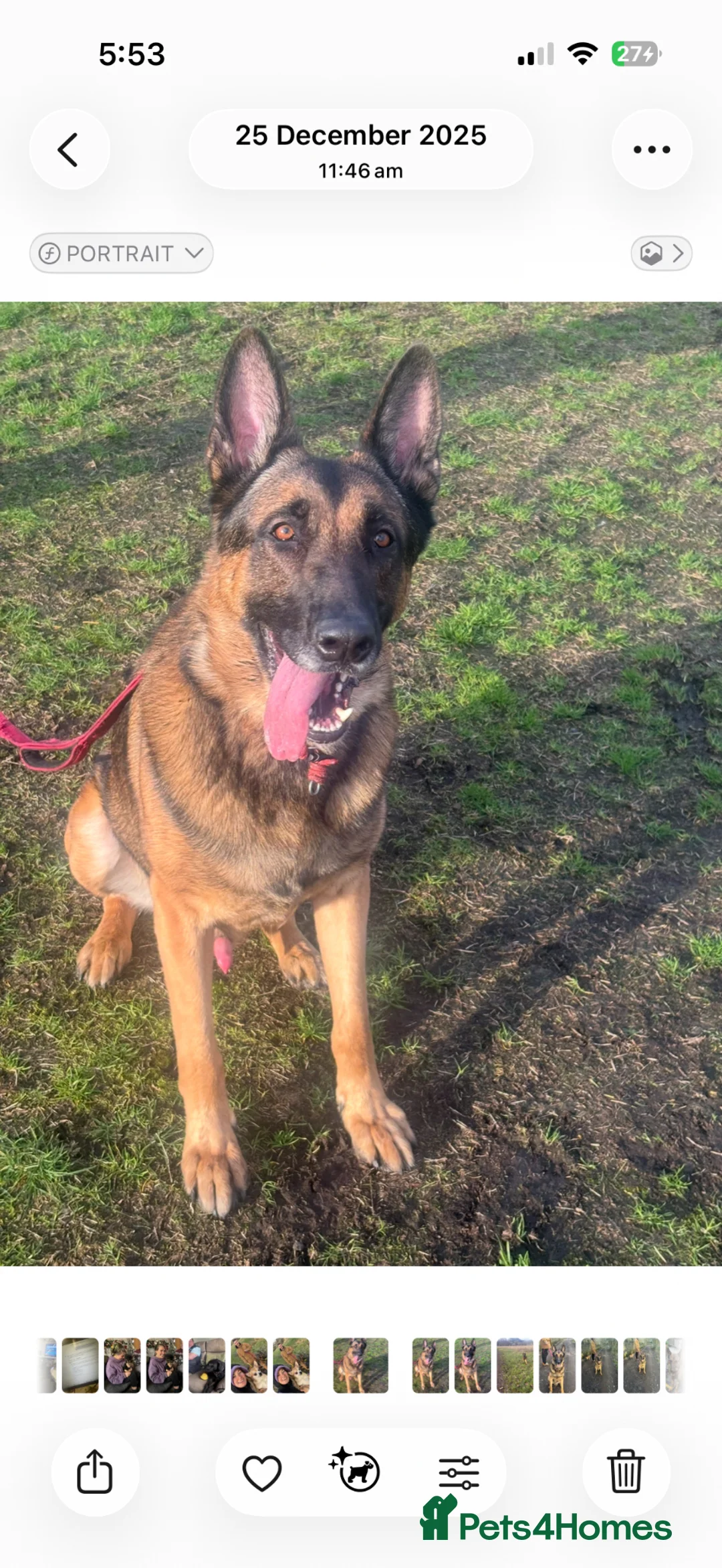 Mixed Breed dogs for sale: My beautiful Hades  in Rochdale - Advert 2