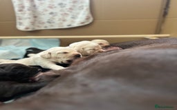 Labrador Retriever dogs for sale: Bailey May - Image 6