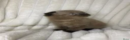 Scottish Fold cats for sale: Cute chocolate BSH X SCOTTISH FOLD - Advert 6