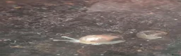 Snails invertebrates for sale: African land snail  - Advert 3