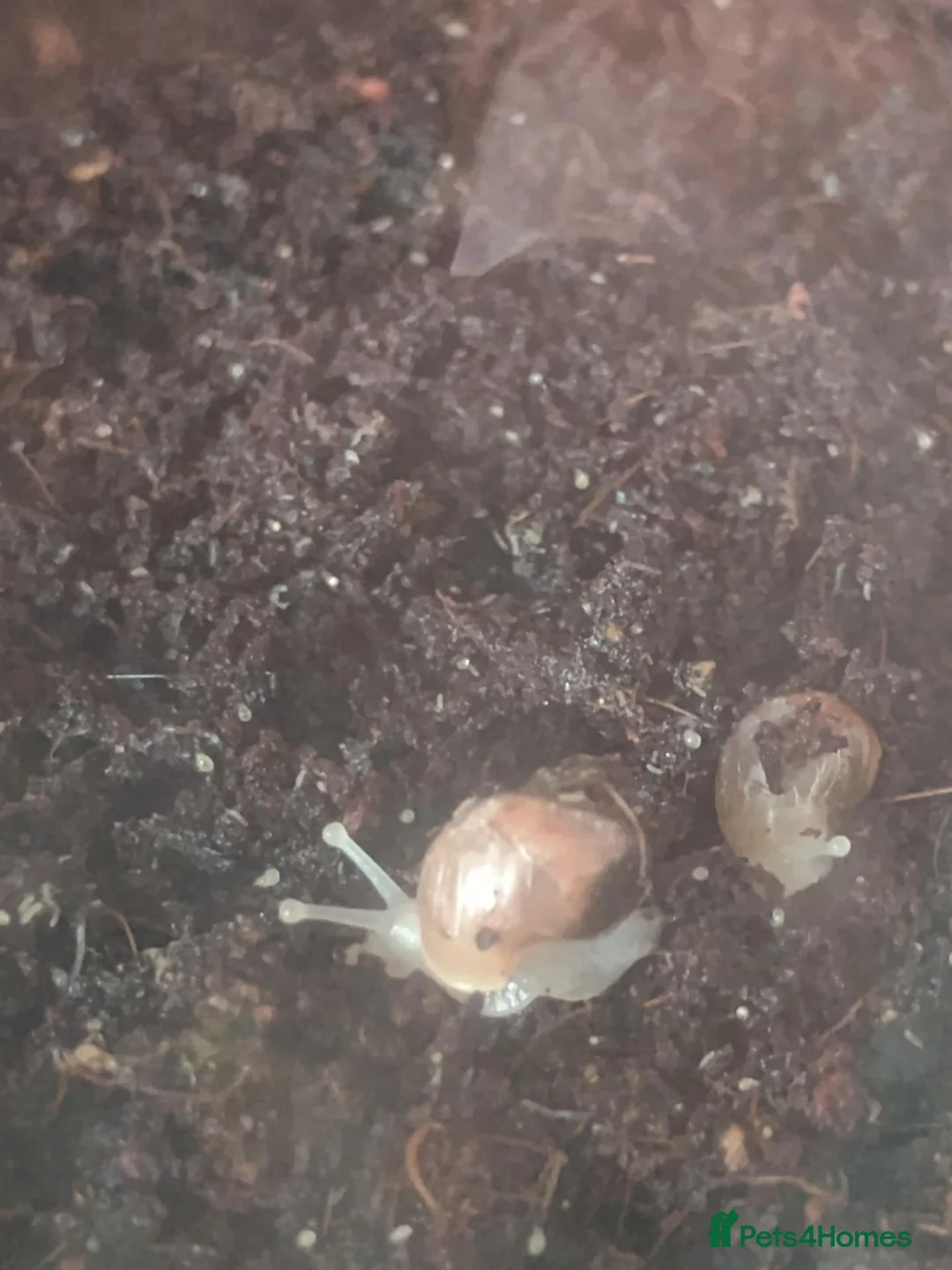 Snails invertebrates for sale: African land snail  - Advert 3