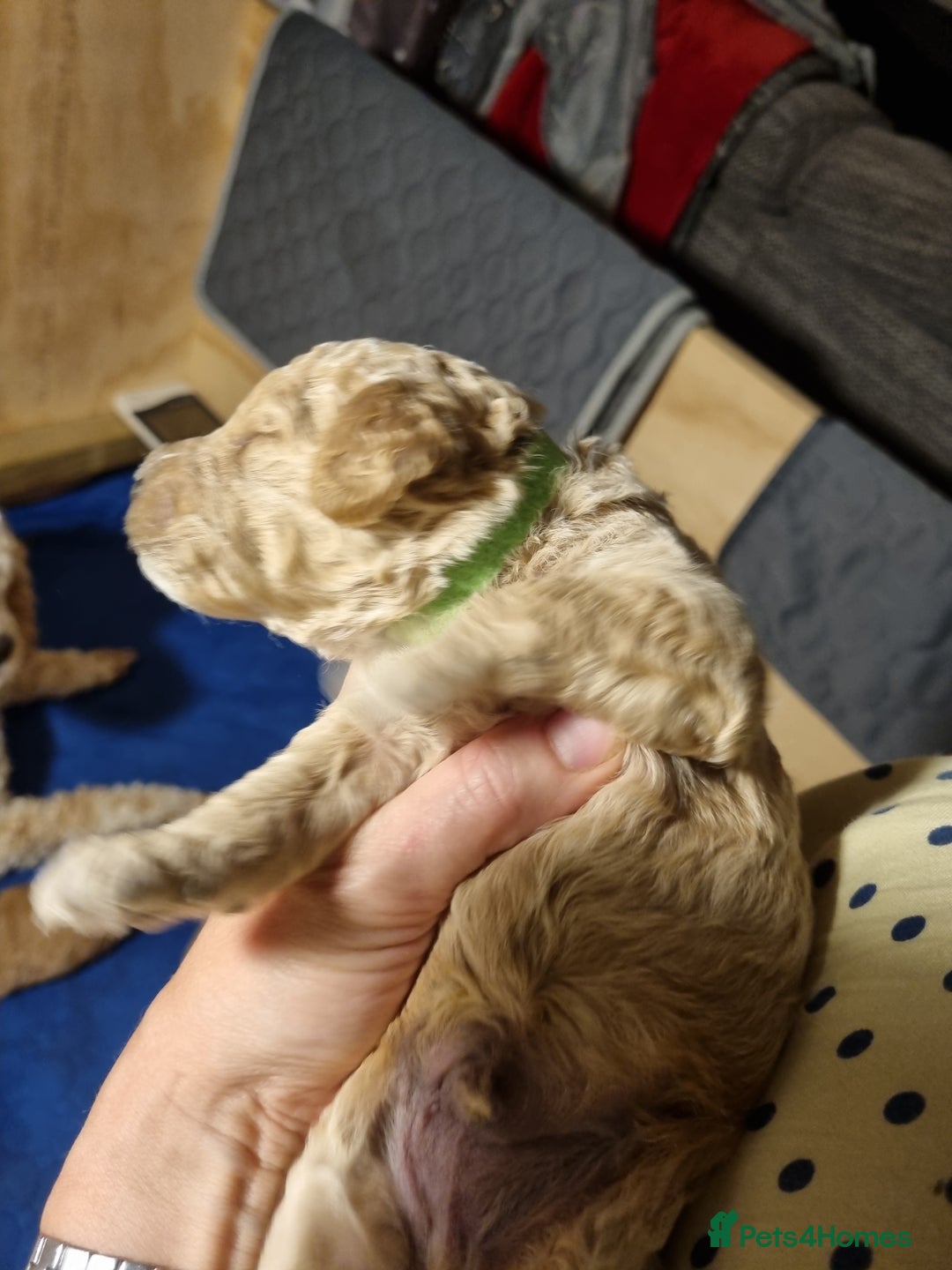 Miniature Poodle dogs for sale: Championline Miniature Poodle exceptional puppy. - Advert 21