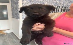 German Shepherd dogs for sale: German Shepherd puppies - Image 4