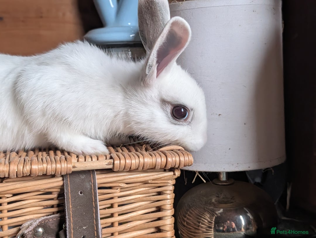 Mixed Breed rabbits for sale: Mixed  - Image 3