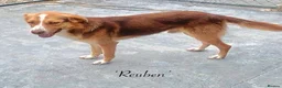 Mixed Breed dogs for adoption: Reuben, 1 yr approx. Available for adoption. in Brixham - Advert 5