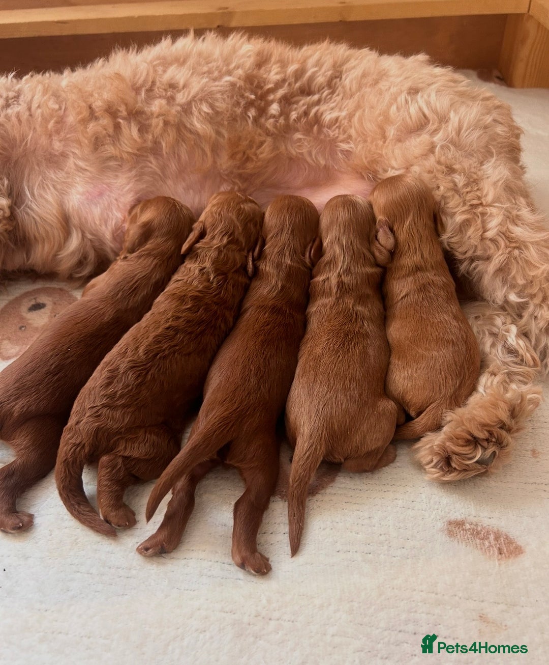 Cockapoo dogs for sale: Last cockapoo boy remaining - Advert 4