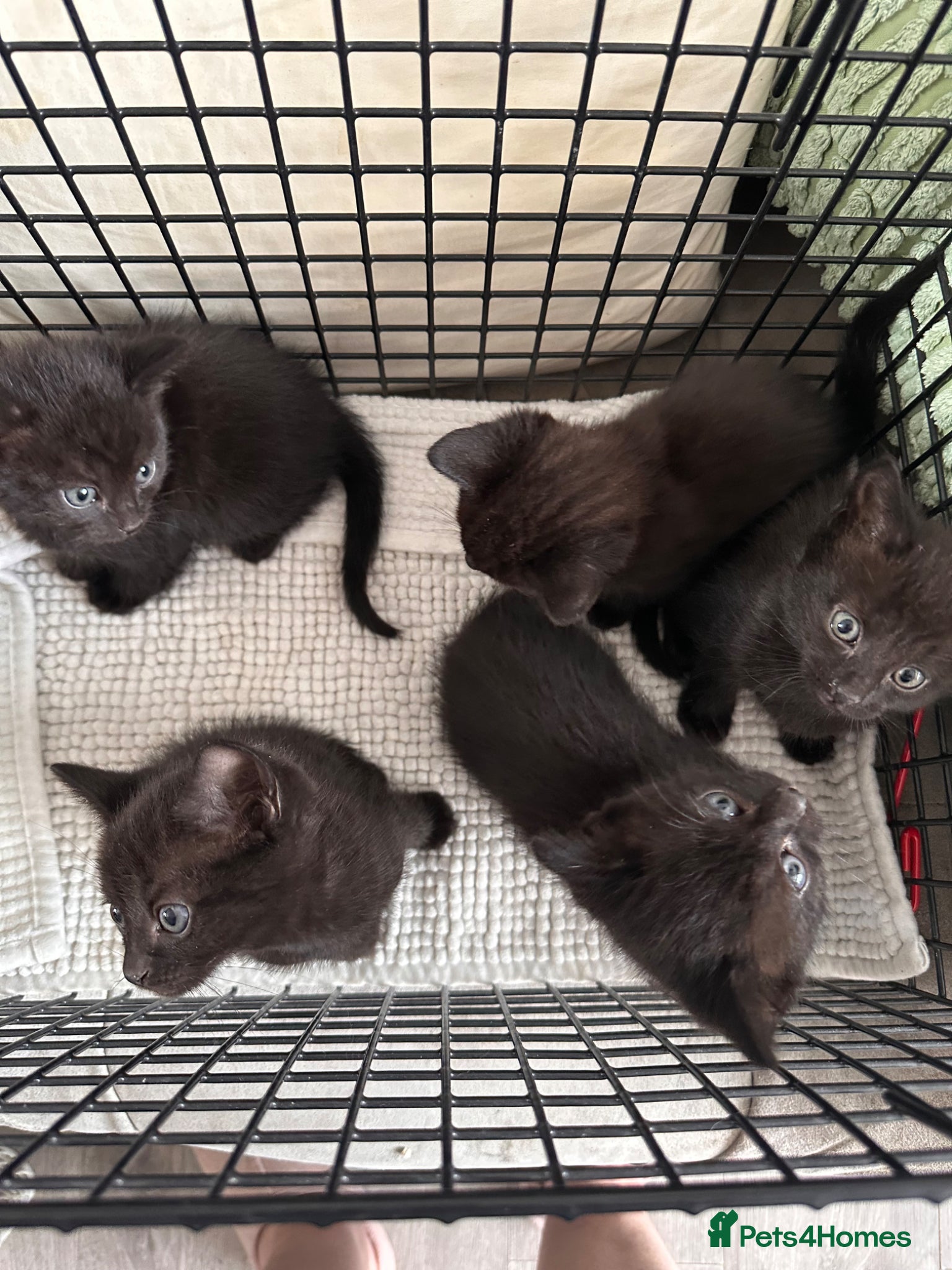 Mixed Breed cats Kittens - Advert 1