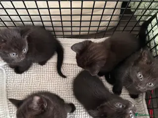 Mixed Breed cats Kittens - Advert 1
