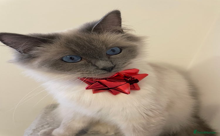 Ragdoll cats - Advert 2