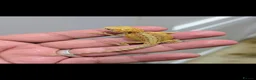 Bearded Dragon reptiles for sale: Stunning baby bearded dragons ( read advert) - Advert 8
