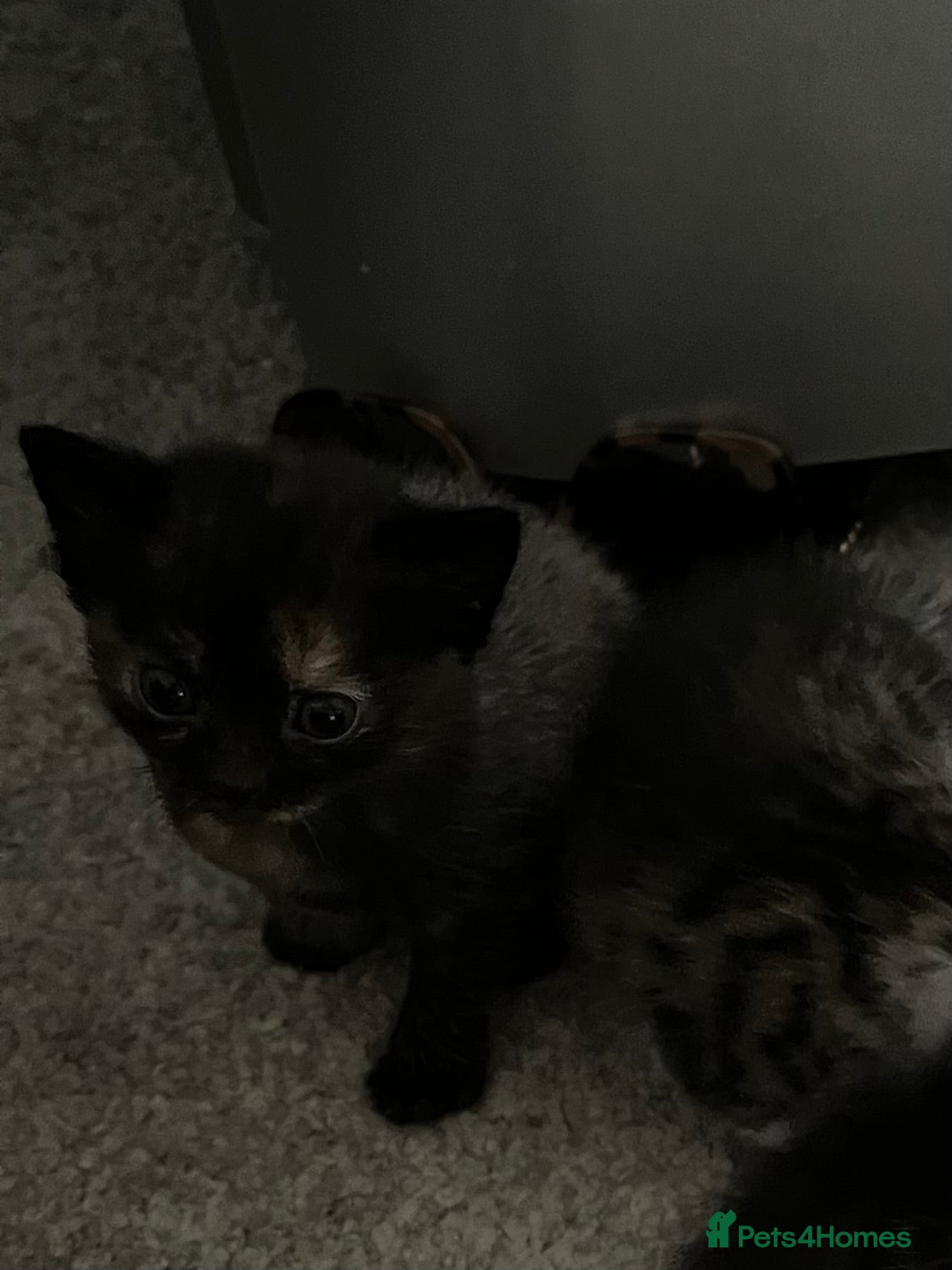 Mixed Breed cats Kittens  - Advert 3