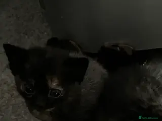 Mixed Breed cats Kittens - Advert 2