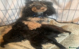 Toy Poodle dogs for sale: KC TOY POODLE PUPS READY FOR FOREVER HOMES - Image 8