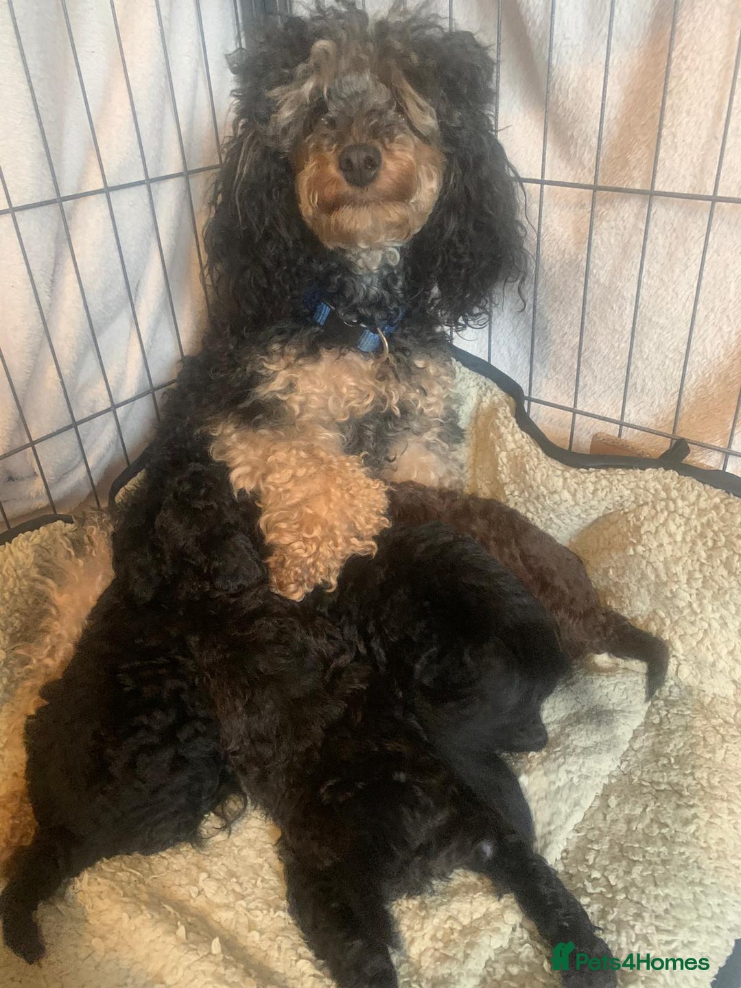 Toy Poodle dogs for sale: KC TOY POODLE PUPS READY FOR FOREVER HOMES - Image 8