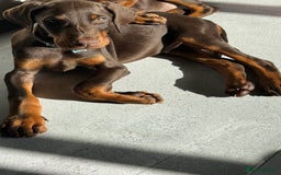 Dobermann dogs for sale: Doberman male  - Image 2