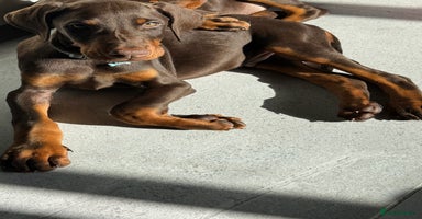 Dobermann dogs - Advert 3