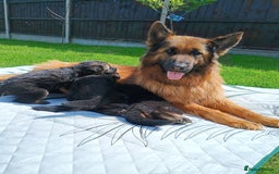 German Shepherd dogs for sale: Outstanding KC longhaired german shepherd puppies - Image 10