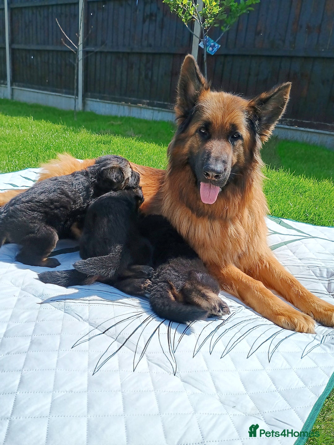 German Shepherd dogs for sale: Outstanding KC longhaired german shepherd puppies - Image 10