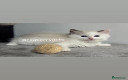 Ragdoll cats for sale: TICA Registered Ragdoll Kittens Available  - Image 8