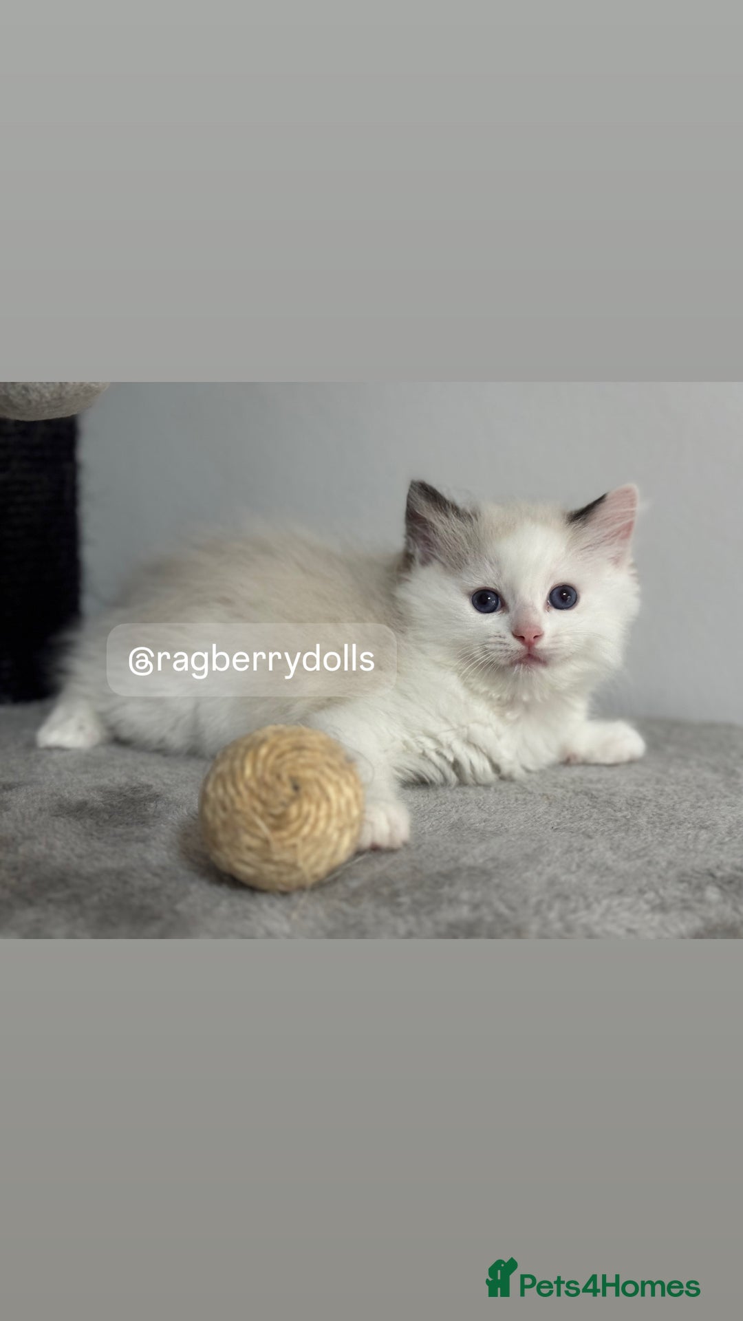Ragdoll cats for sale: TICA Registered Ragdoll Kittens Available  - Image 8