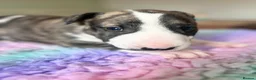 English Bull Terrier dogs for sale: Loving Family raised English Bull Terriers pups in Telford - Advert 4