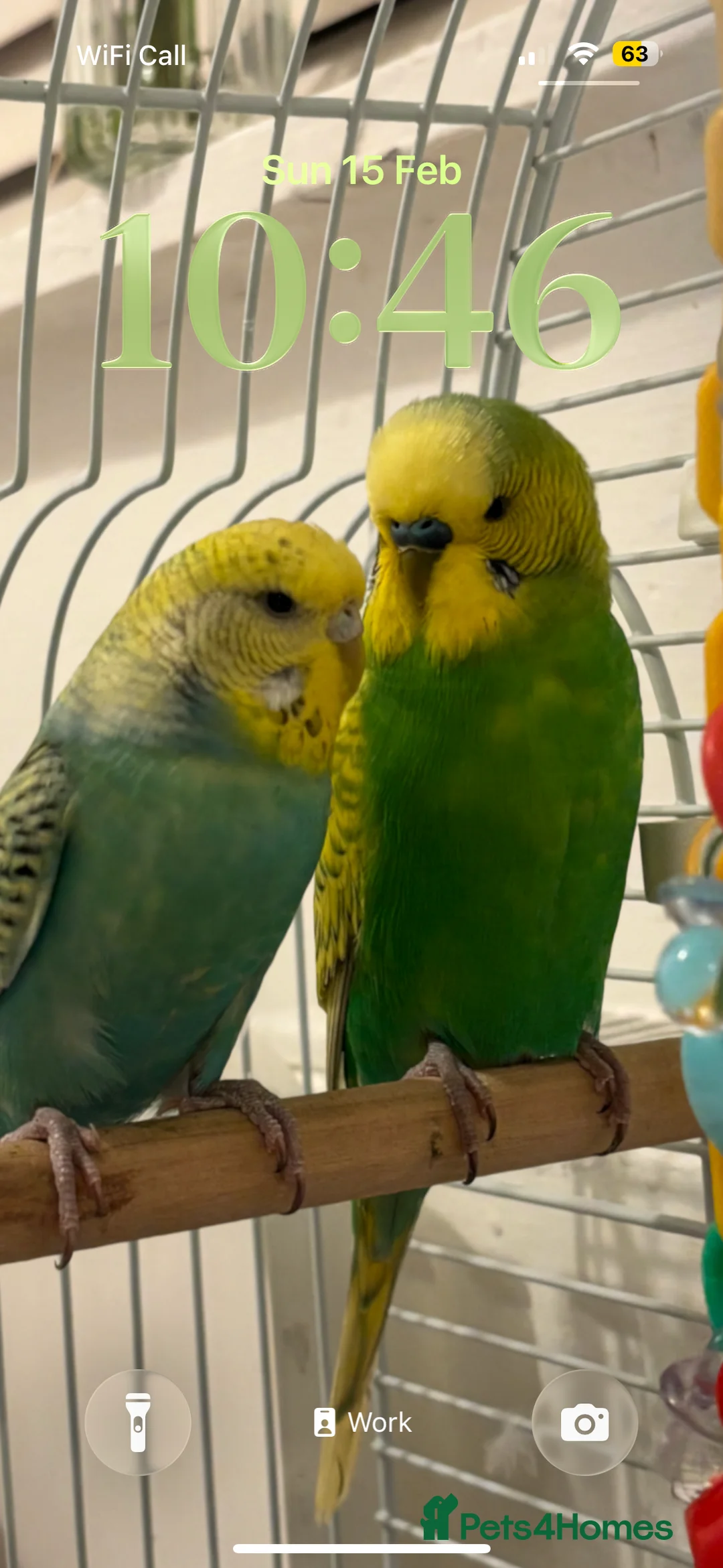 Mixed Breed birds for sale: 2 Young Budgies  - Advert 1