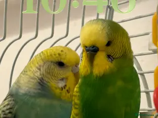 Mixed Breed birds 2 Young Budgies - Advert 4