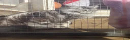 Maine Coon cats for sale: Ready Now Quality TICA Maine Coons active possible - Advert 20