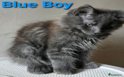 Maine Coon cats for sale: VARIOUS FULL PEDIGREE MAINE COON KITTENS FOR SALE in Rotherham - Image 23