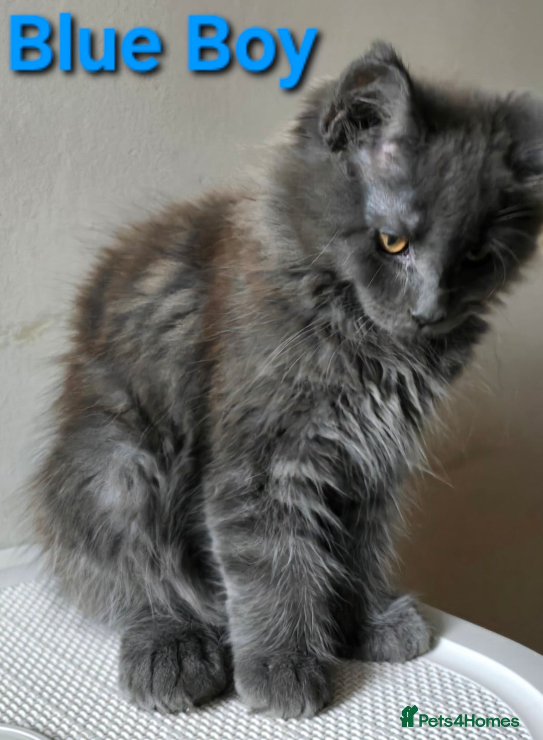 Maine Coon cats for sale: VARIOUS FULL PEDIGREE MAINE COON KITTENS FOR SALE in Rotherham - Image 23
