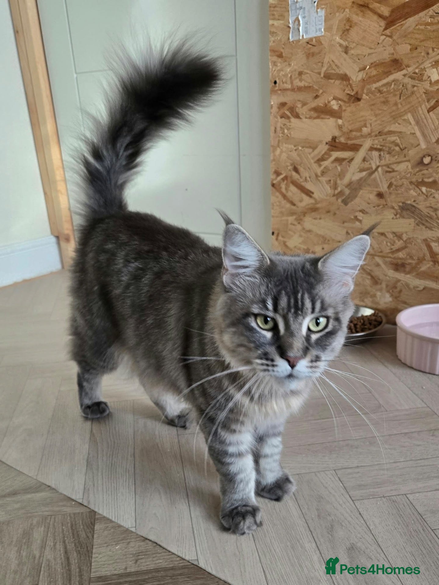 Maine Coon cats Pinky is looking for forever home. - Advert 2