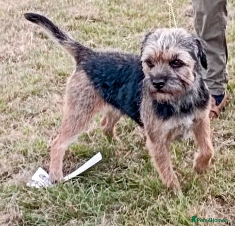 Border Terrier dogs Cool as a cucumber, Fab pedigree - Advert 1