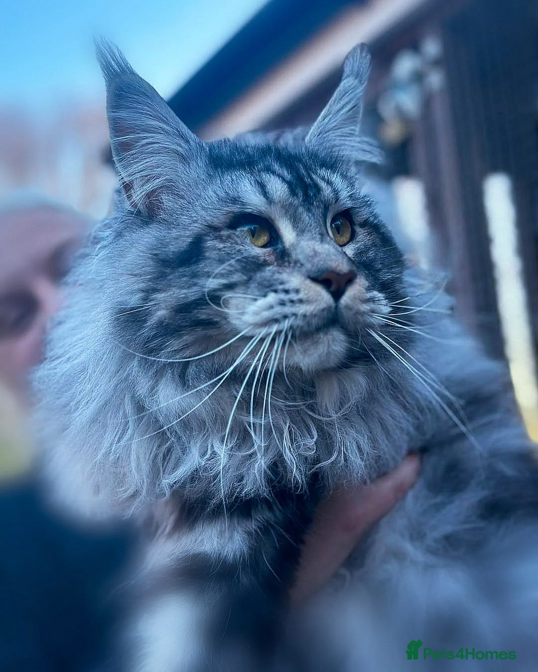 Maine Coon cats for sale: Maine Coon Kittens | TICA Parents | Health Tested - Advert 11