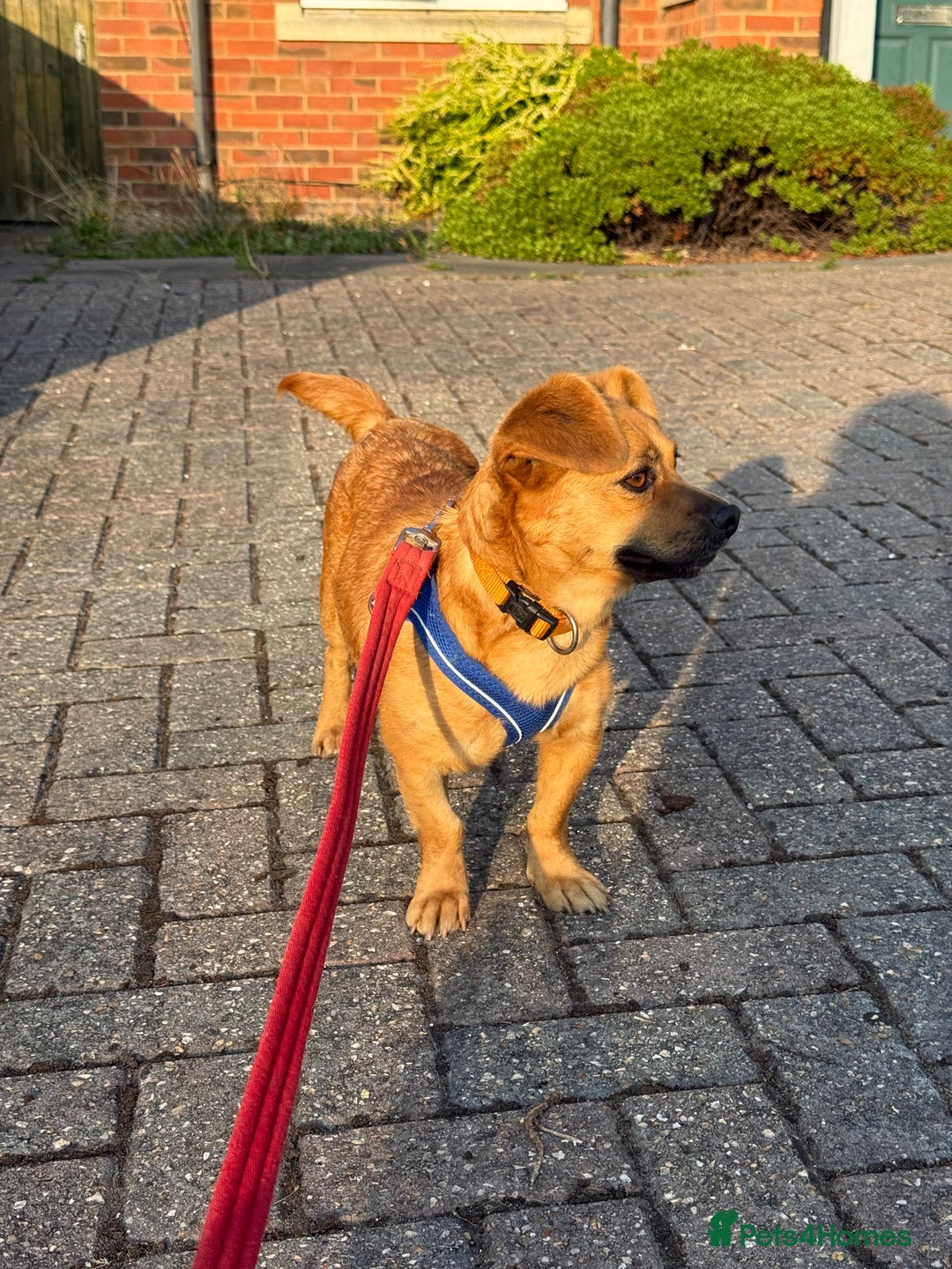 Mixed Breed dogs for adoption: Lovely Luna looking for LOVE - Image 16