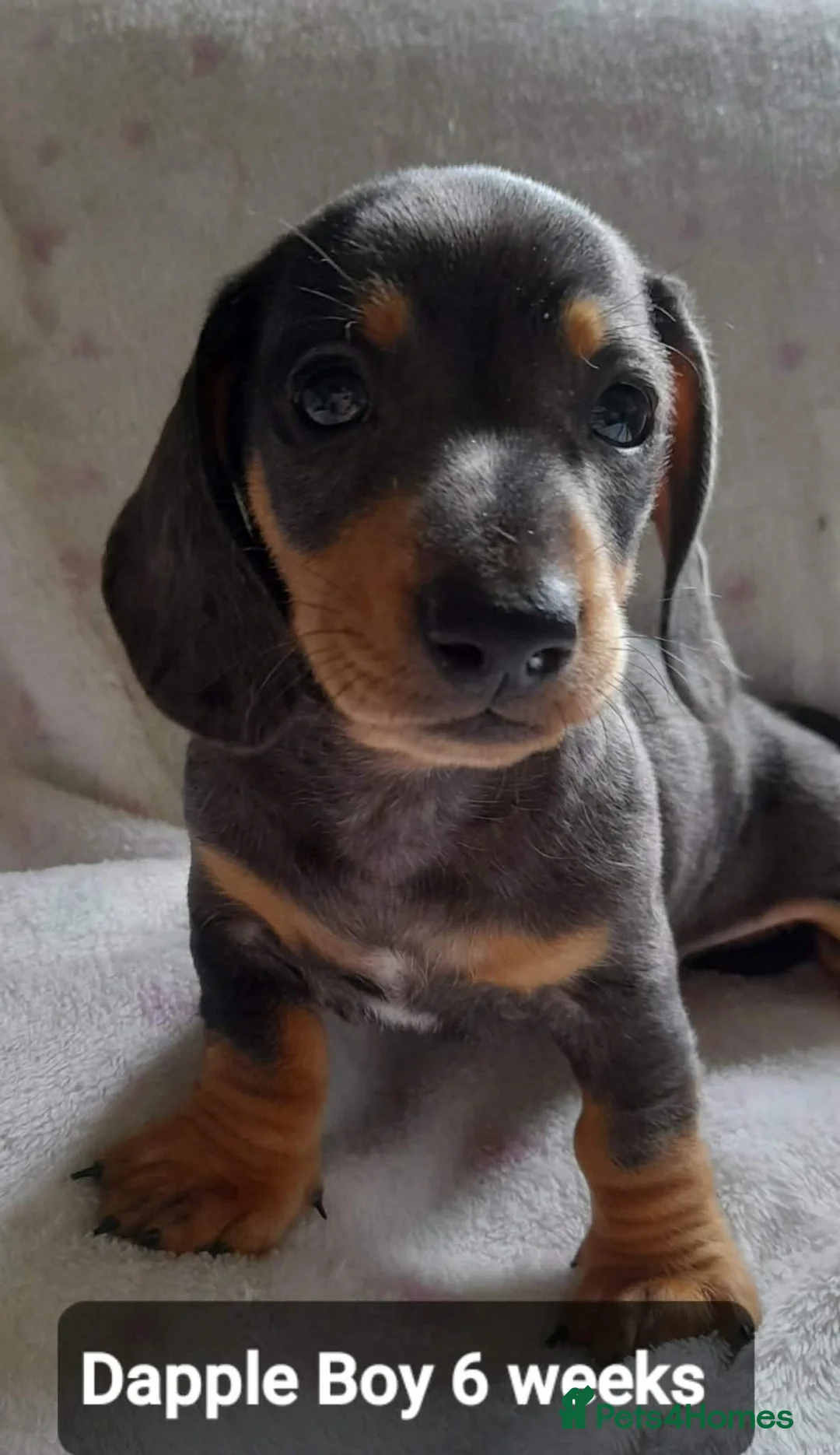 Dachshund dogs for sale: Beautiful dapple dachshunds  - Advert 2