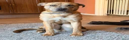 Mixed Breed dogs for sale: Shadow for rehoming  in Alfreton - Advert 2