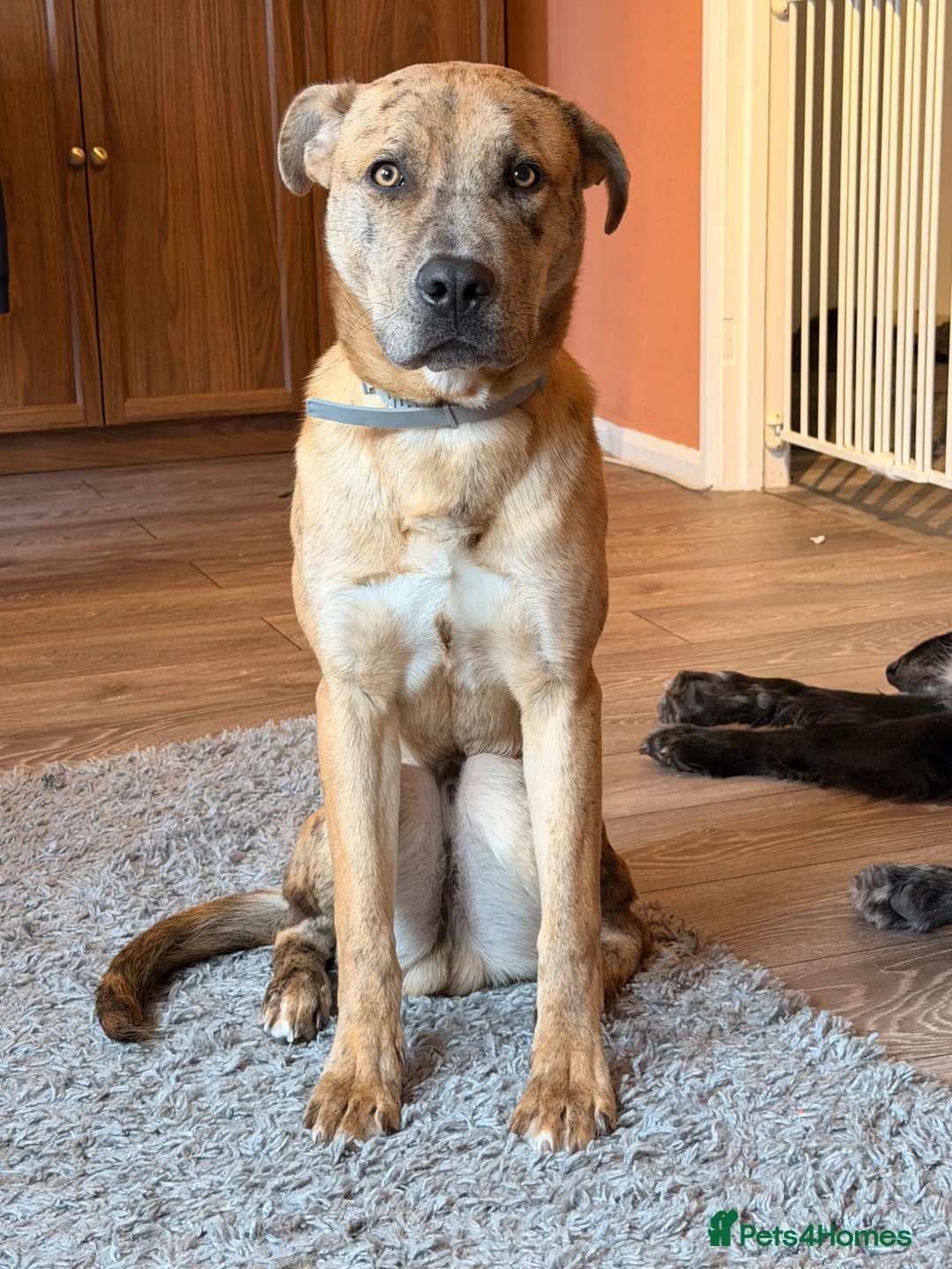 Mixed Breed dogs for sale: Shadow for rehoming  in Alfreton - Advert 2