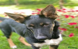 Mixed Breed dogs for adoption: 💖🐶 LINDA 🐶💖 - Image 17