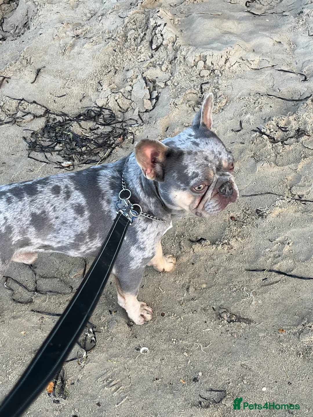 French Bulldog dogs for sale: DWKC Registered French Bulldog puppies for sale - Advert 7