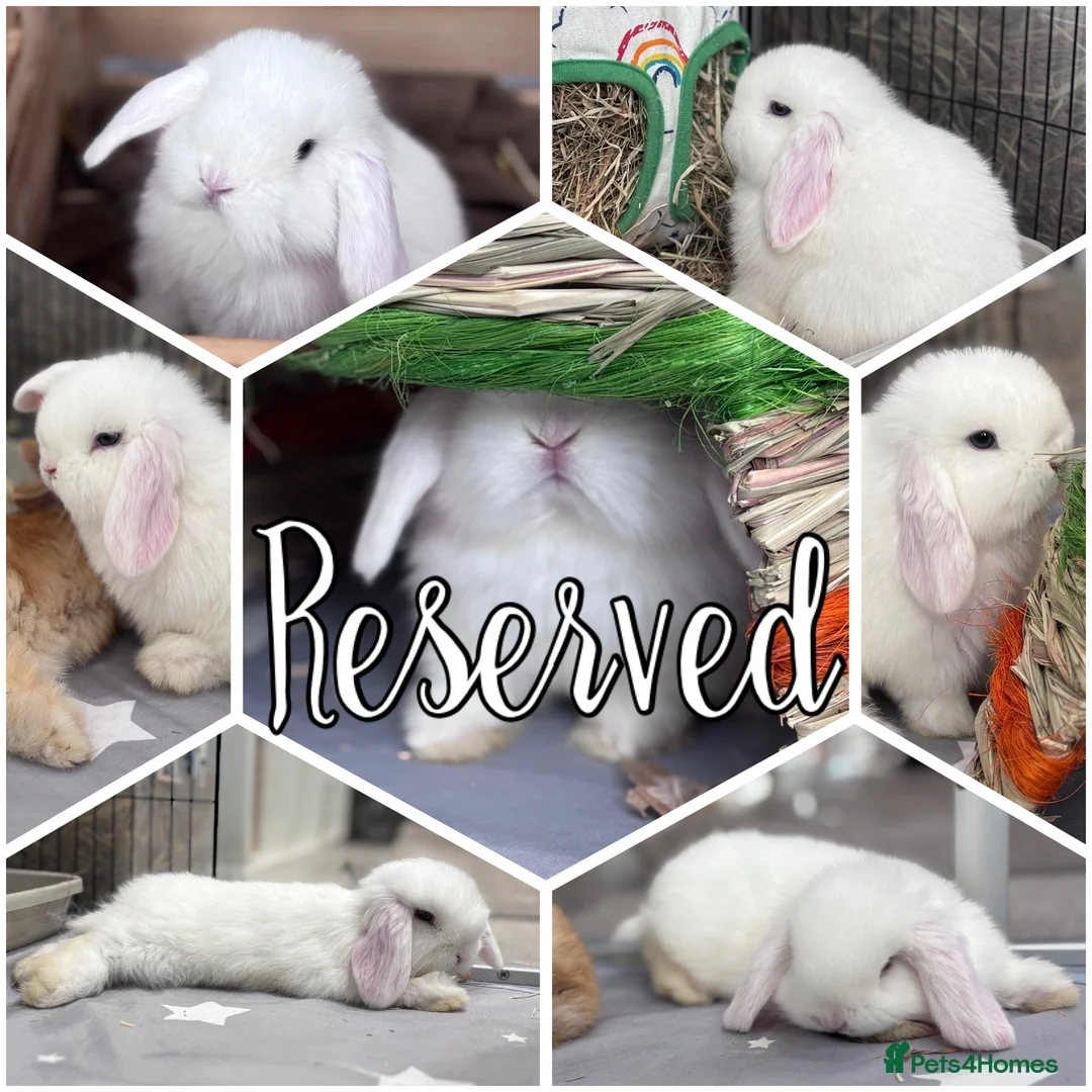 Mini Lop rabbits for sale: All reserved - ready to leave 2nd April - Advert 3